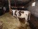 Продаётся действующая молочно-товарная ферма на земельном участке 14 га